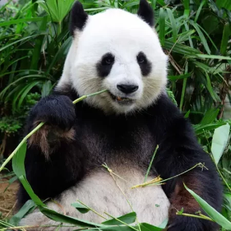 Panda slaapkamer