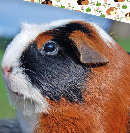 Cavia slaapkamer