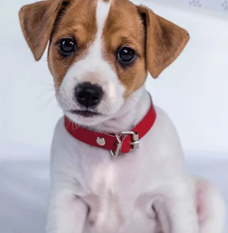Honden slaapkamer