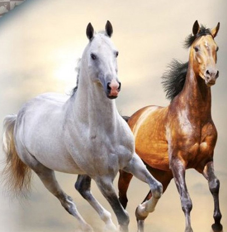 Paarden slaapkamer