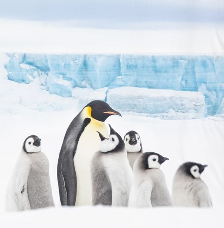 Pinguïn slaapkamer