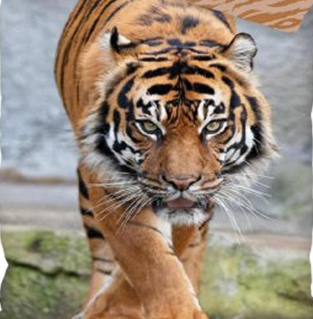 Tijger slaapkamer