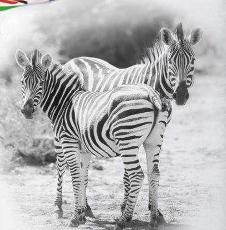 Zebra Slaapkamer