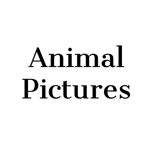Animal Pictures handdoek