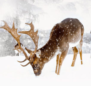 Good Morning dekbedovertrek herten in winterlandschap - Zand - 200 x 200/220 cm - 100% katoen/flanel