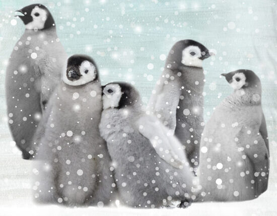 Good Morning dekbedovertrek pinguins - Blauw - 140 x 200/220 cm - 100% katoen/flanel