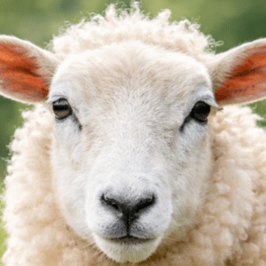 Schapen slaapkamer