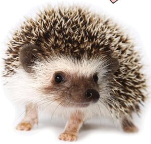 Egel slaapkamer